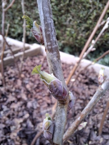 Bourgeons de cassis